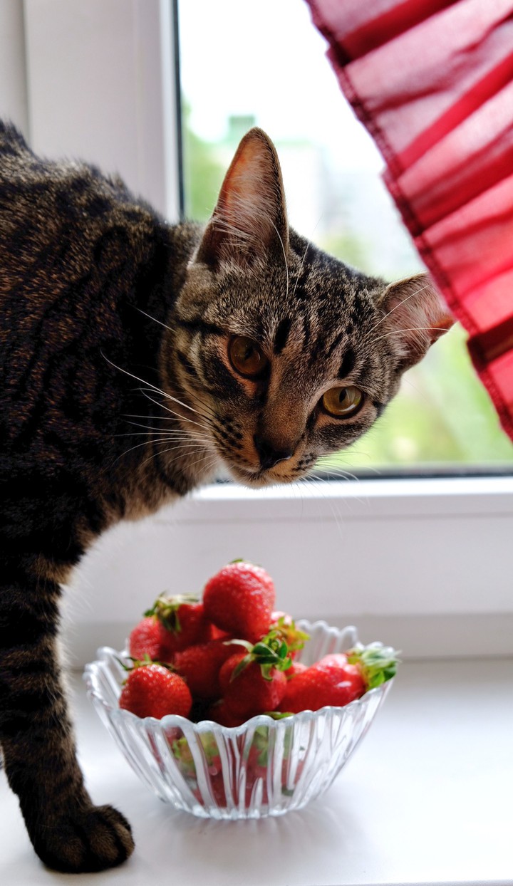Cat and strawberry