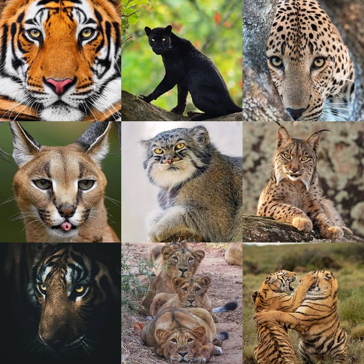 wild cats