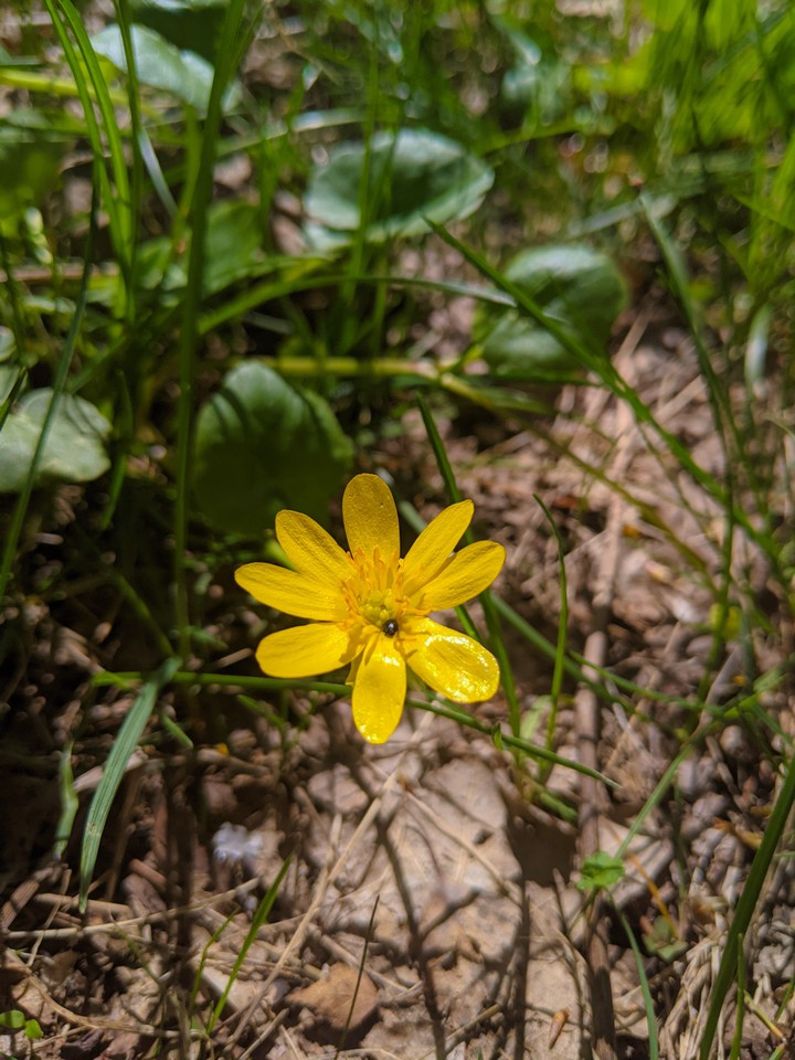 Flower ?