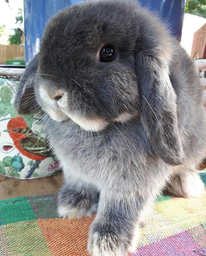Rabbit