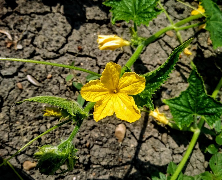 Flower of cocumber