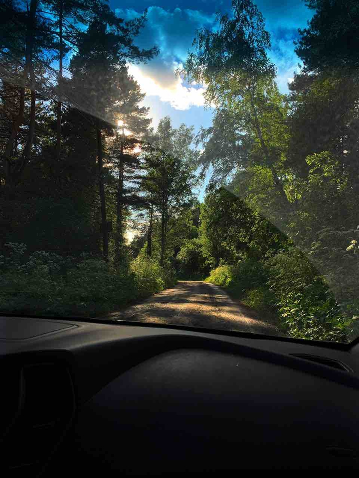 forest