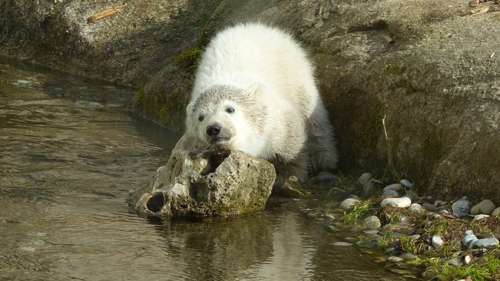 Tierpark Hellabrunn 2014