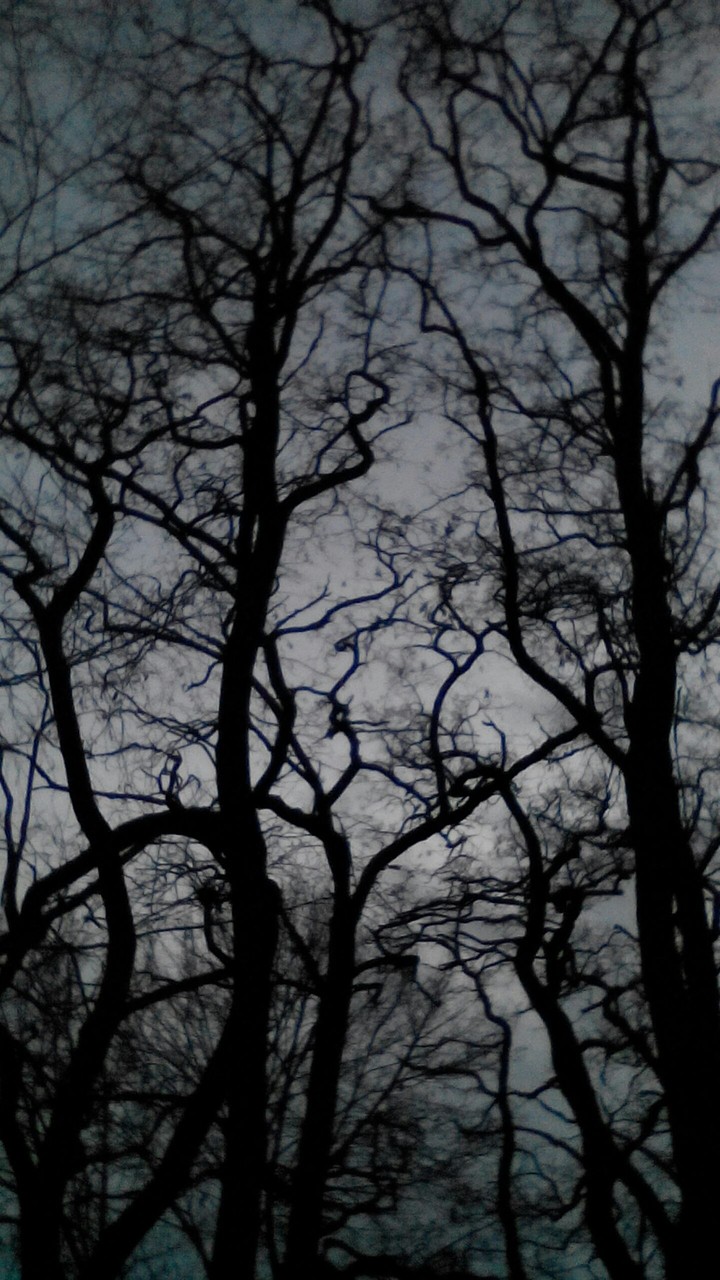 tree