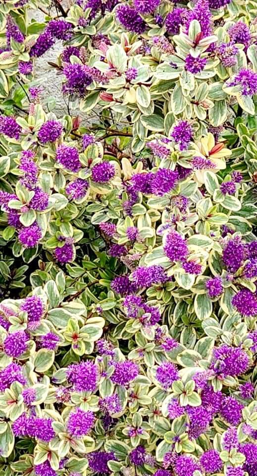 Purple All Over