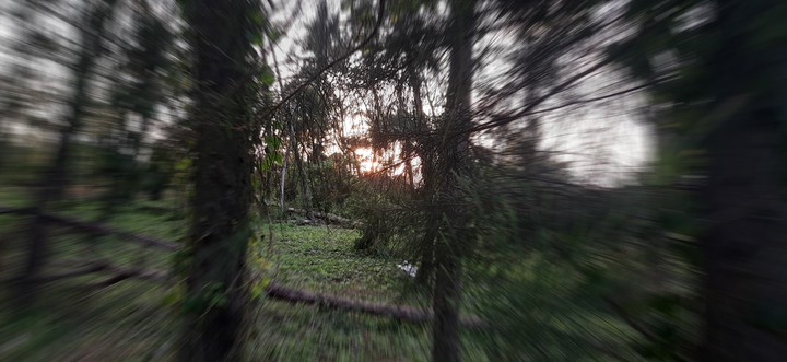 portrait of trees