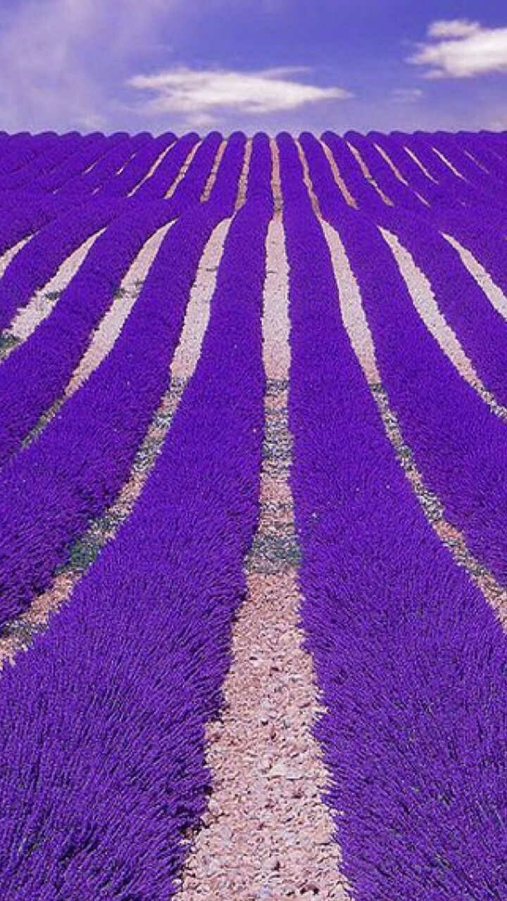 lavender fields