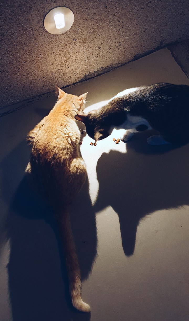 Cats at night
