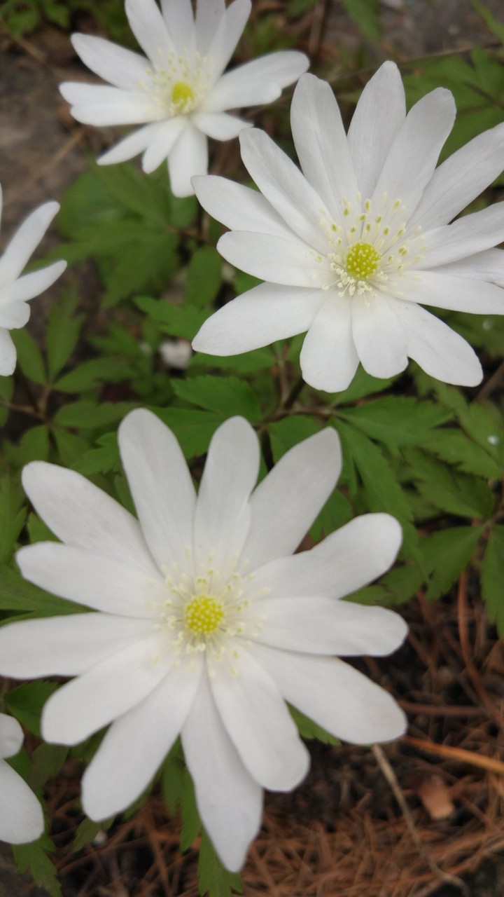 first spring flowers