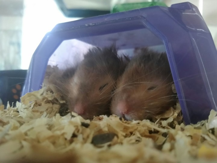 hamsters