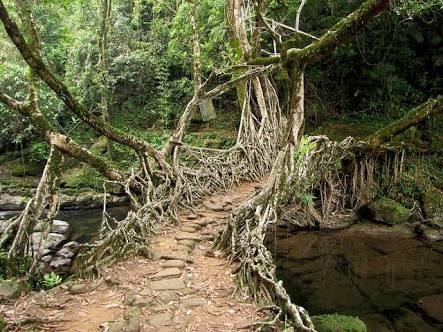 THE Living Root Bridge