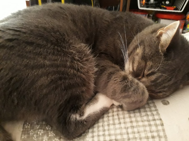 sleeping cat...Aschi