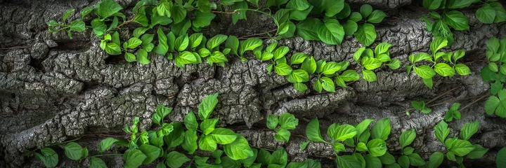 Greenery
