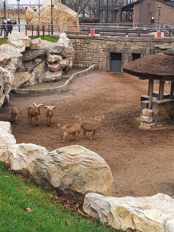 ZOO