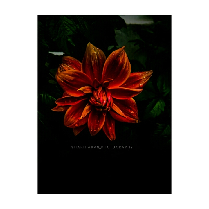 ||| •Red Dahlia• |||