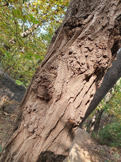 wood, trunk Hintergrundbilder