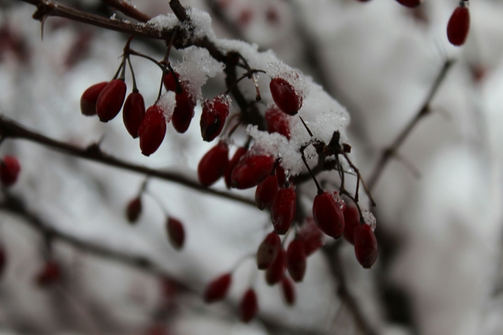 winter and snow