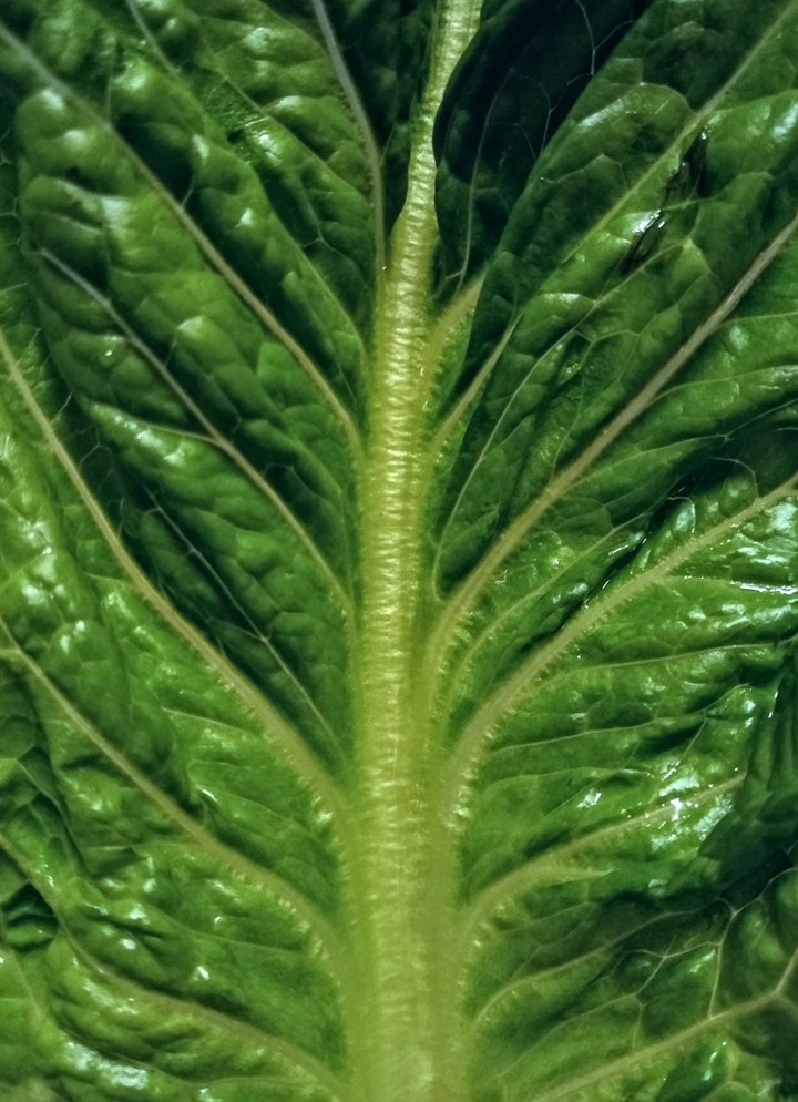 Romaine Lettuce Leaf