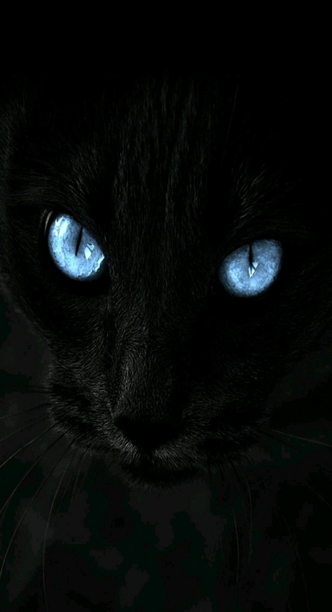 black tiget