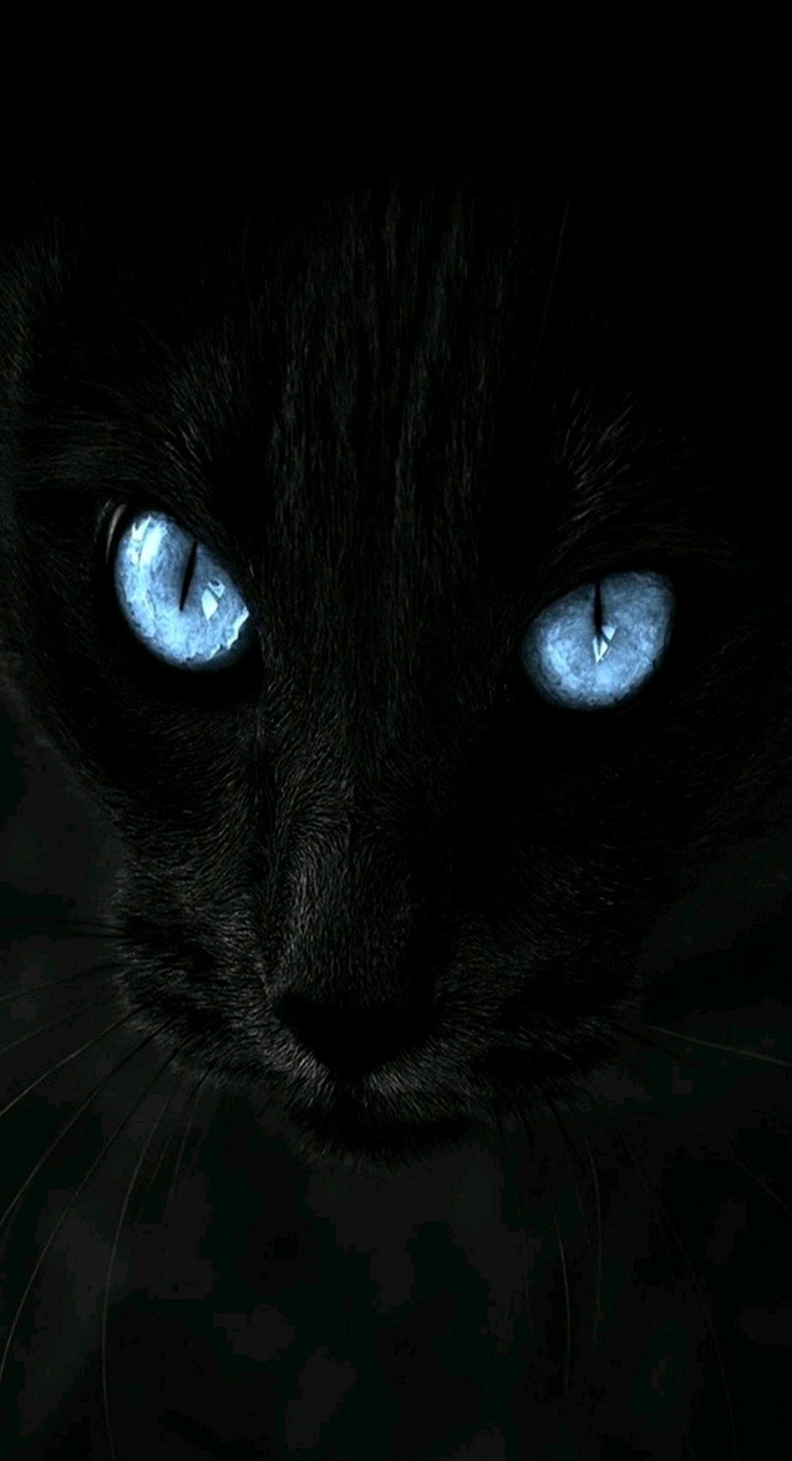 black tiget