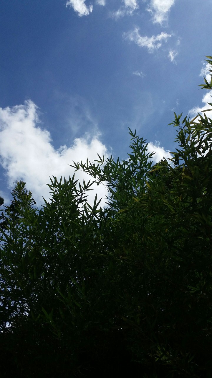 A natureza e linda....