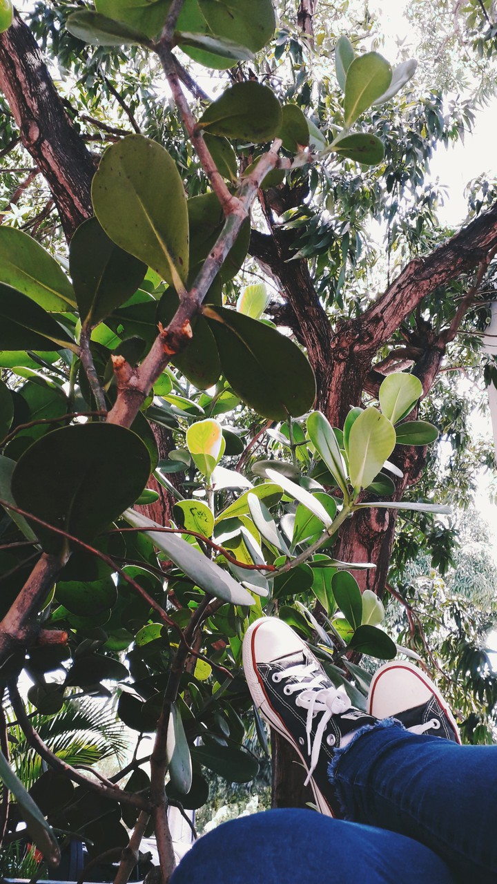 All Star and Plants