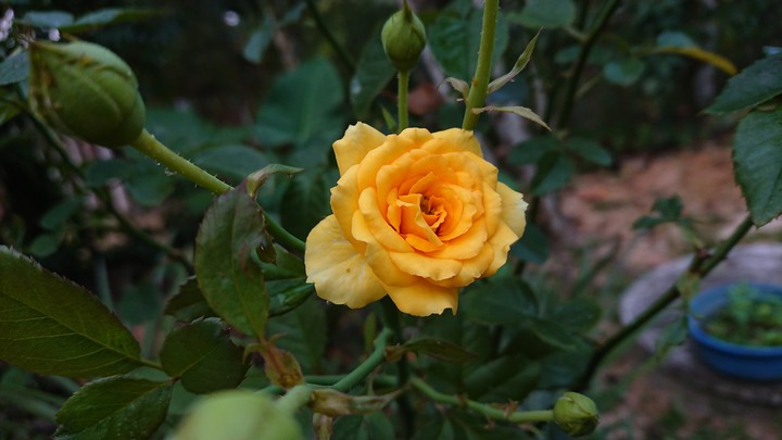 yellow rose