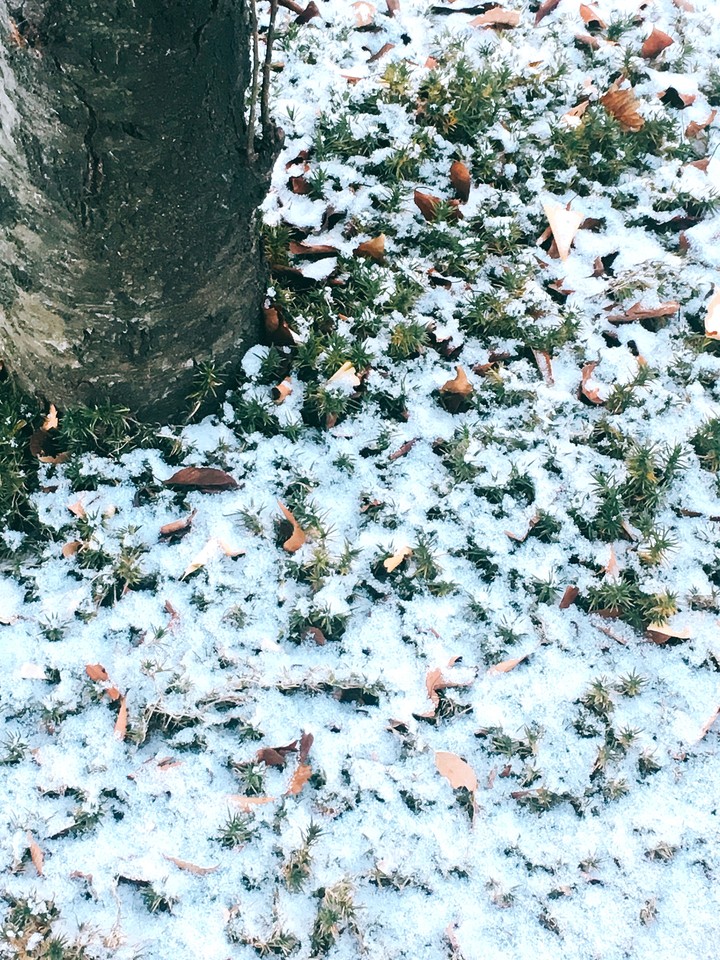snow on grass