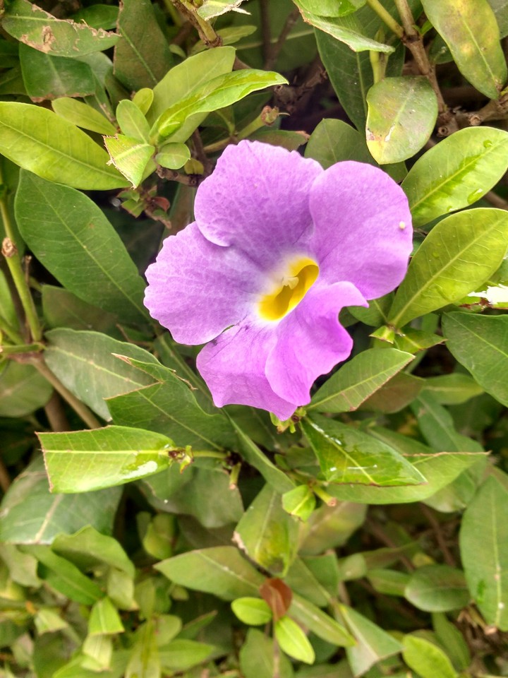 Little flower