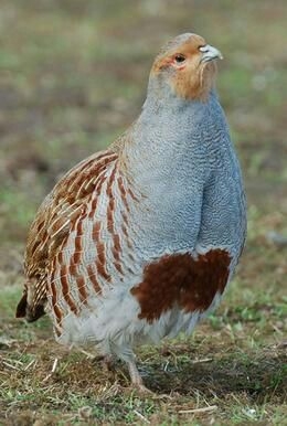 aves