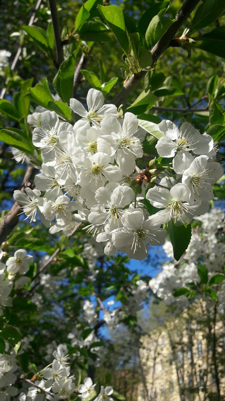 Весна