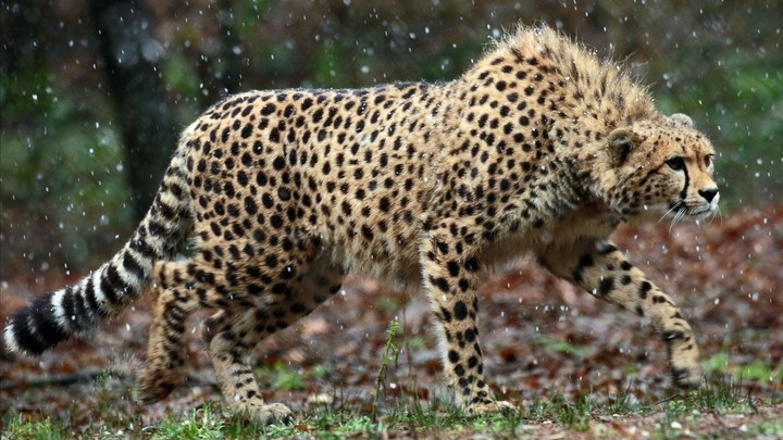 Cheetah