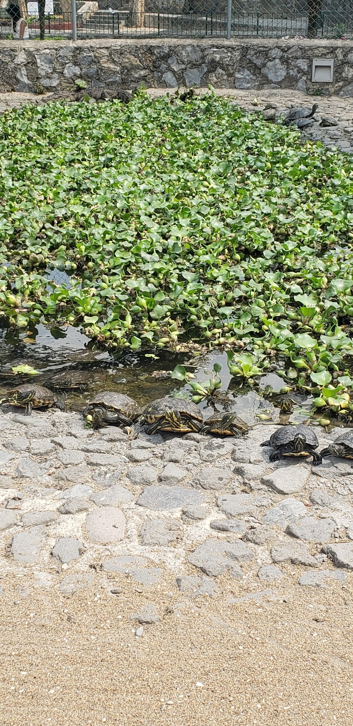 tortugas hermosas