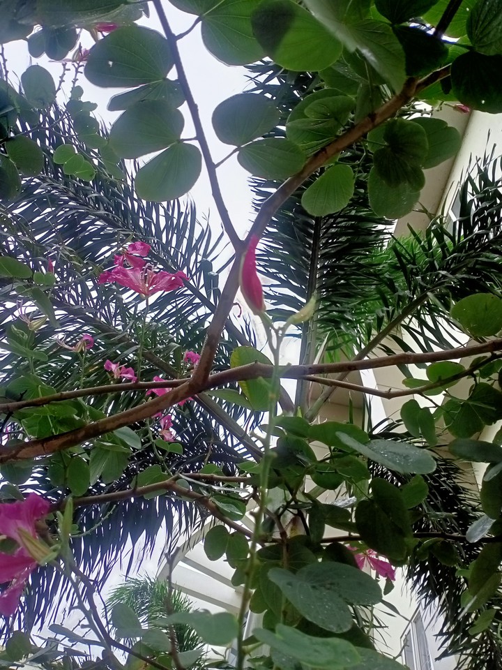 trees and flowers