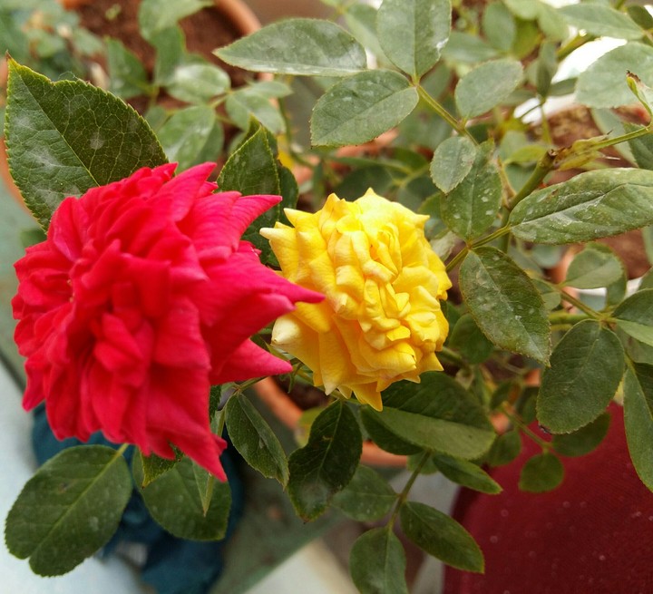 roses