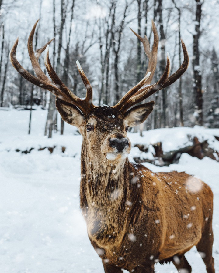 Dear in Snow