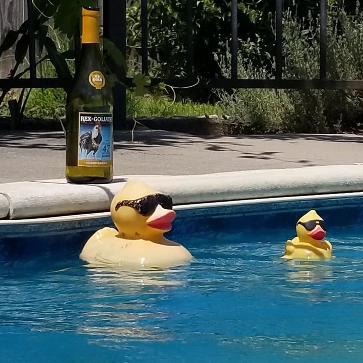 happy ducks 1