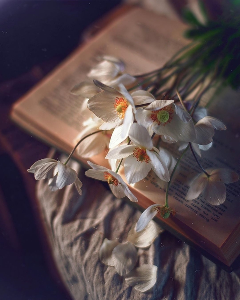 flower, petal achtergronden