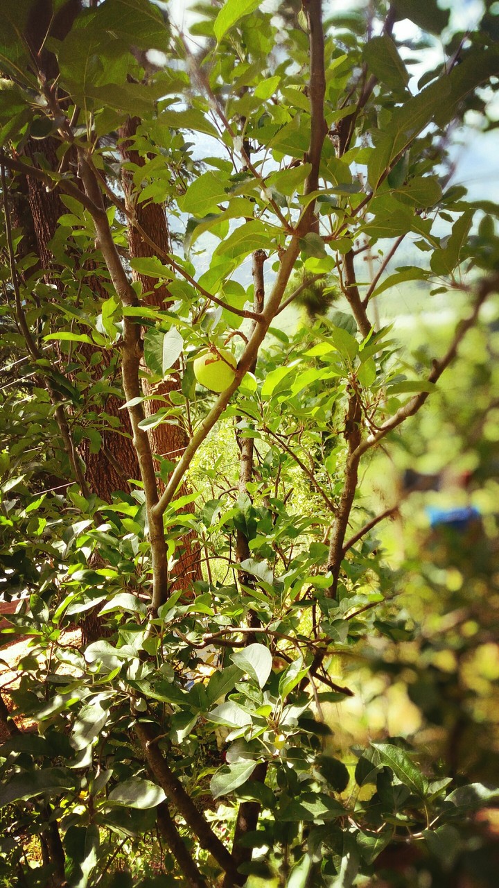apple tree