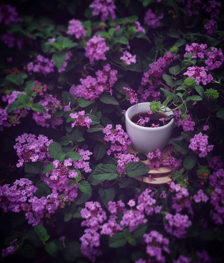 tea and flowers