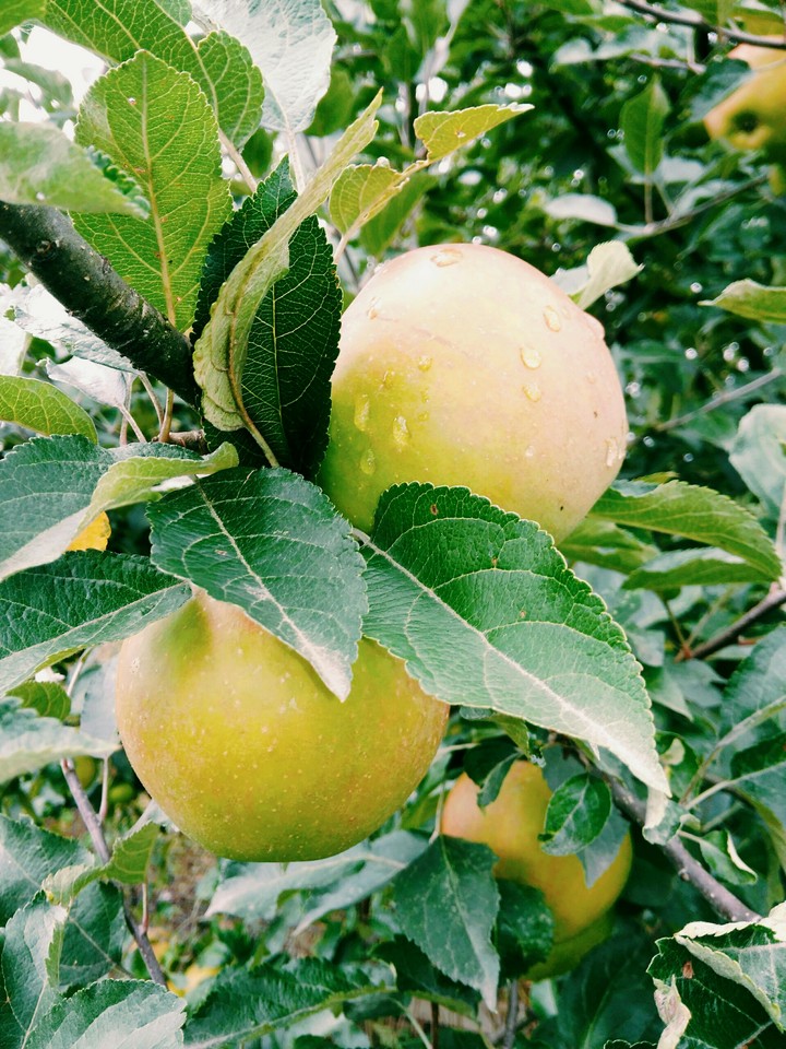 apples