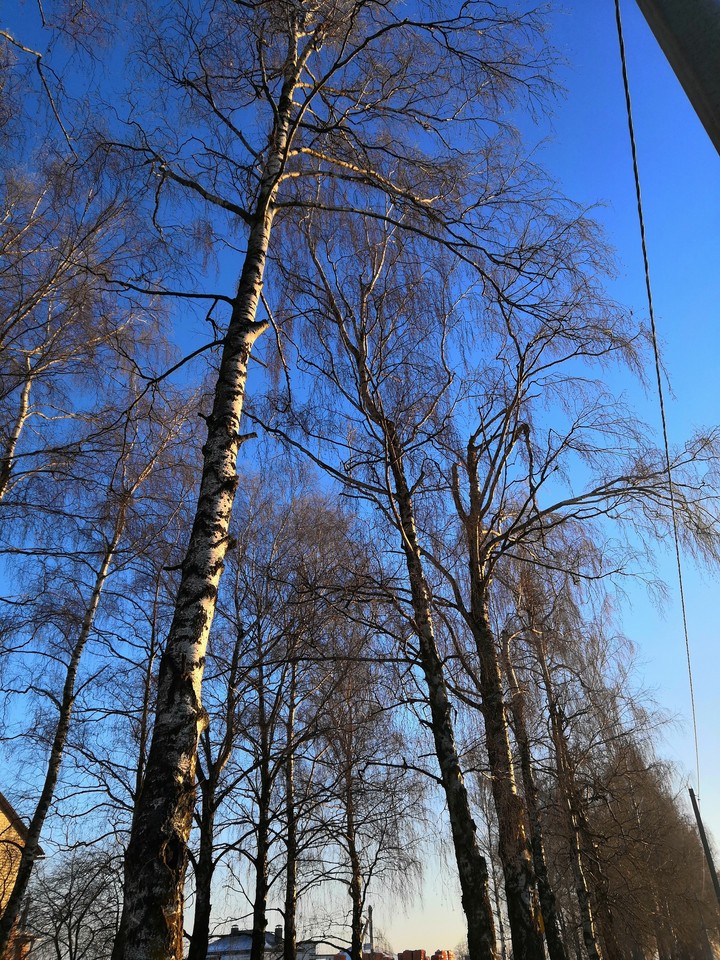 Birch trees