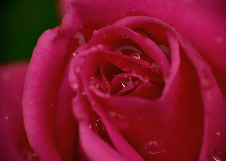 rose close up