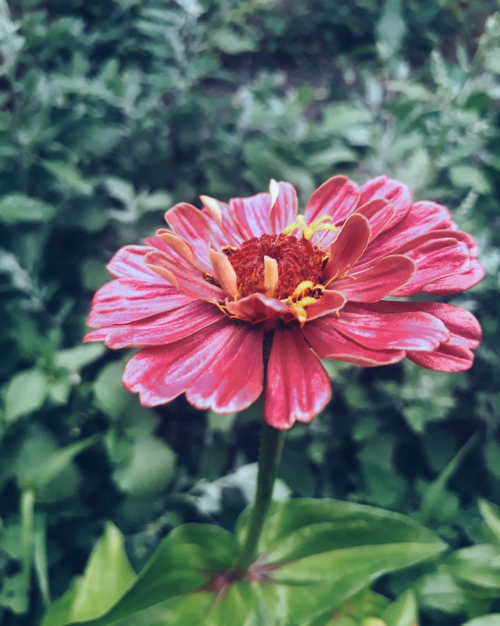 цветочки#мамы#