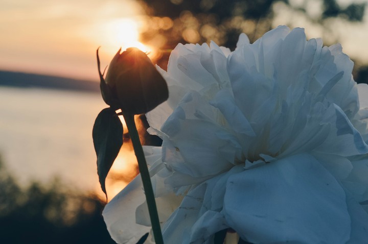 flower peony