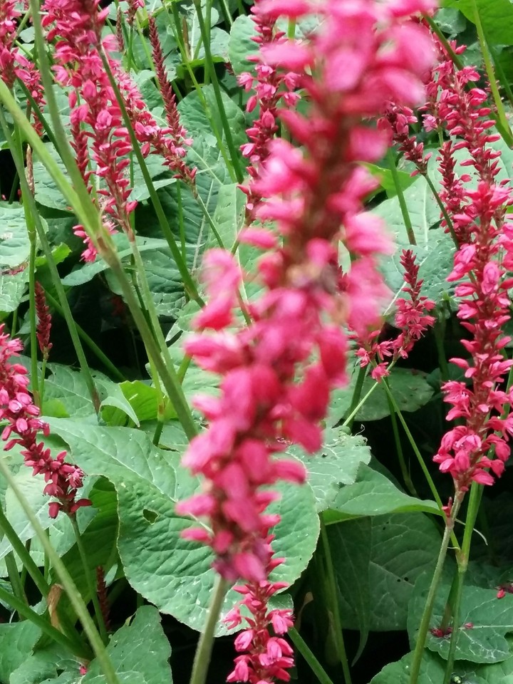 red flower