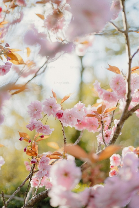 fonds d'écran pink, prunus