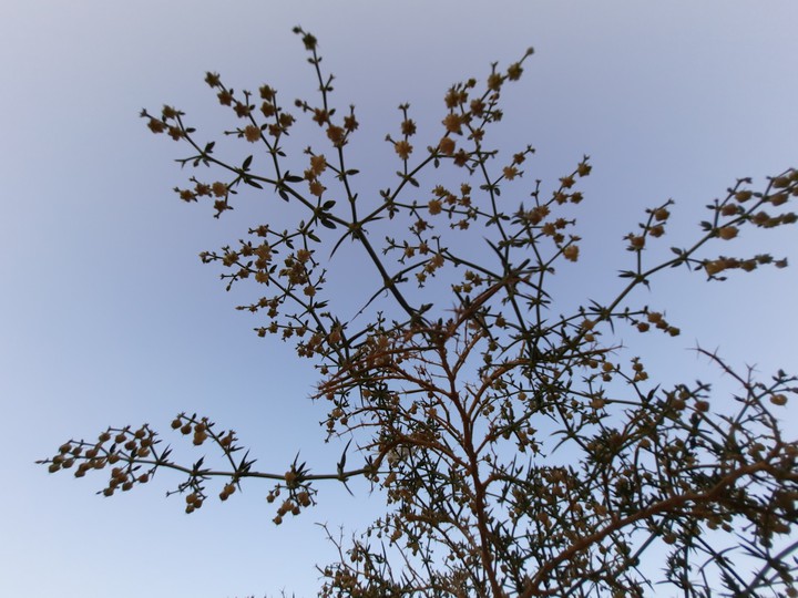 Tiny Plant