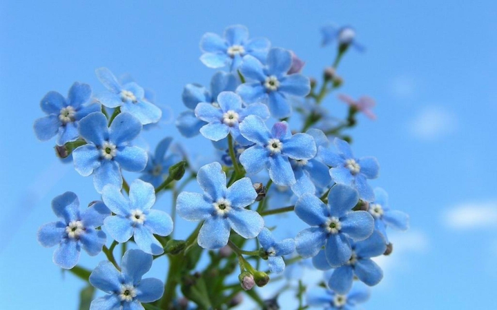 forget-me-not..