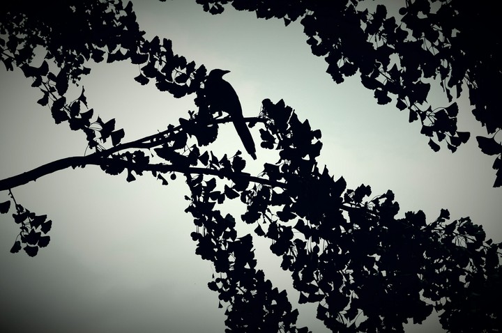 새